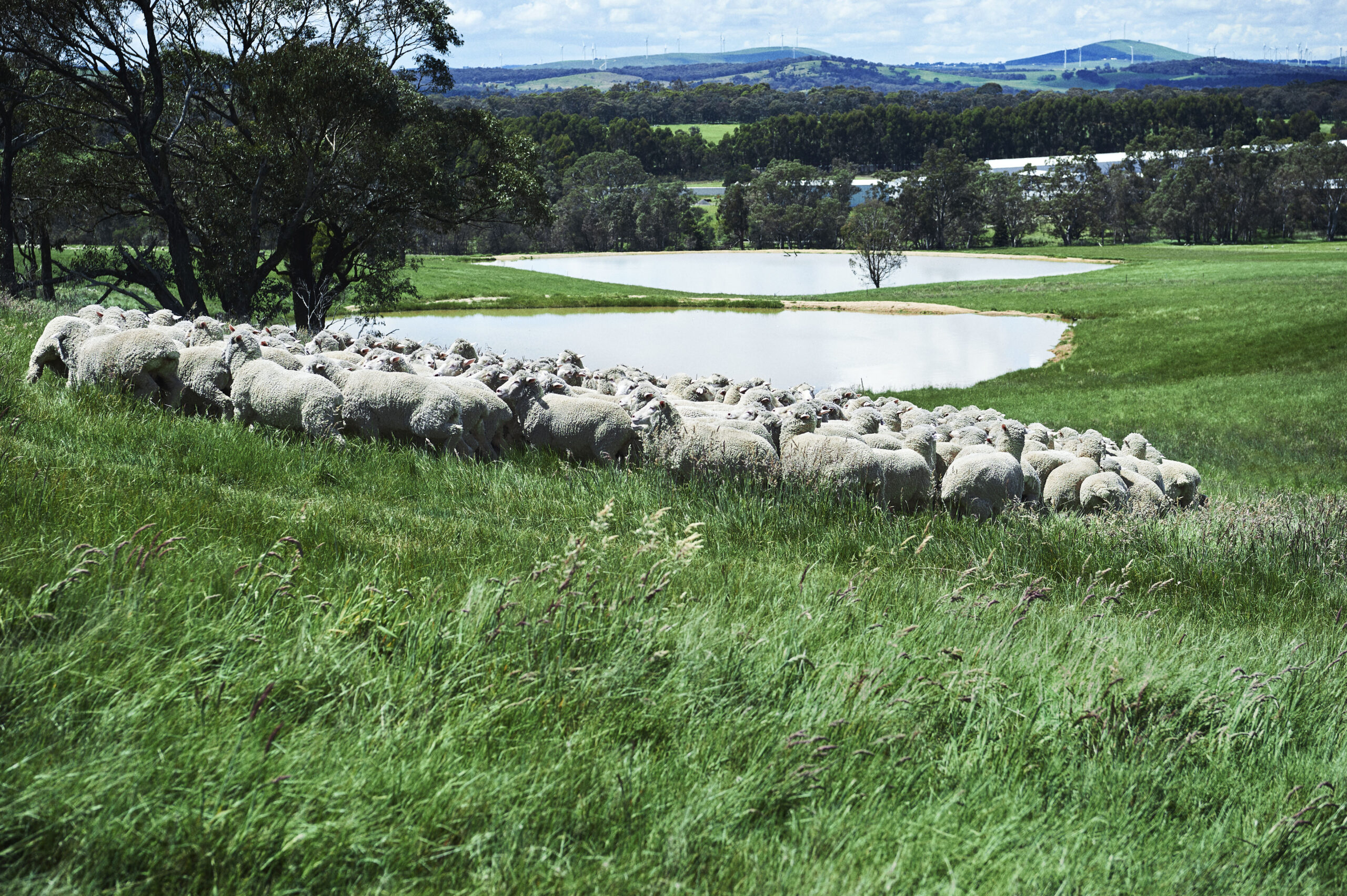 A flock of sheep grazing on a lush green pasture, with a serene pond in the background, set against a picturesque rural landscape.